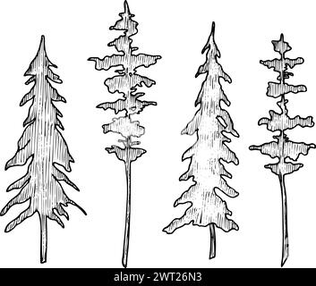 Ensemble de conifères. Illustration vectorielle avec des pins et épicéa dans le style d'art au trait. Silhouette de plantes forestières peintes par des encres noires. Gravé de parc à feuilles persistantes sur fond isolé pour icône. Illustration de Vecteur