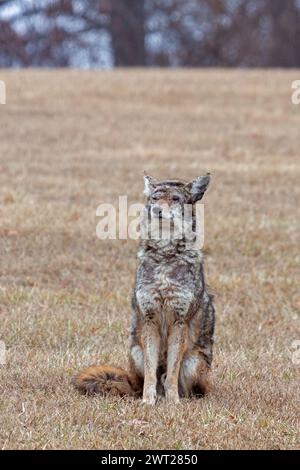 Un coyote blessé assis à l'attention dans une prairie. Banque D'Images