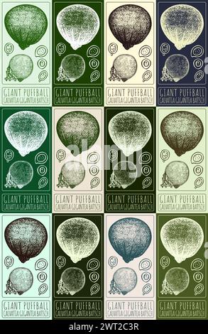 Ensemble de vecteur dessinant PUFFBALL GÉANT dans différentes couleurs. Dessiné à la main. Le nom latin est CALVATIA GIGANTEA BATSCH Illustration de Vecteur