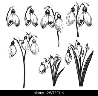 Collection de fleurs de printemps. Ensemble clipart de croquis de gouttes de neige. Illustration vectorielle dessinée à la main isolée sur blanc. Illustration de Vecteur