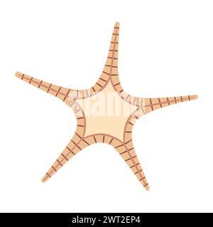 Étoiles de mer séchées. Style plat double étoile Starfish Icon. Style cartoon animal marin. Échinoderme. Icône marine sous-marine isolée sur fond blanc. Illustration vectorielle d'été Illustration de Vecteur