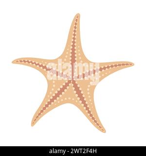 Étoiles de mer séchées. Style plat icône étoile de mer. Style cartoon animal marin. Échinoderme. Icône marine sous-marine isolée sur fond blanc. Illustration vectorielle d'été Illustration de Vecteur