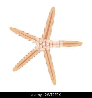Étoiles de mer séchées. Style plat icône étoile de mer. Style cartoon animal marin. Échinoderme. Icône marine sous-marine isolée sur fond blanc. Illustration vectorielle d'été Illustration de Vecteur