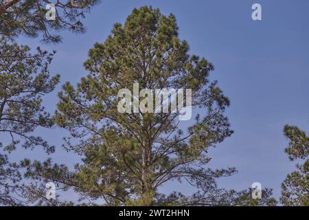 Début du printemps dans le sud de la Géorgie avec des arbres verts et un ciel bleu !! Banque D'Images