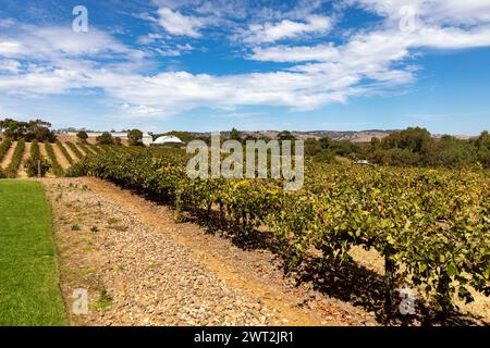 Barossa Valley vignoble à David Franz petite cave de vinification, vignes prospérant dans la chaleur automnale sous un ciel bleu, Australie méridionale,2024 Banque D'Images