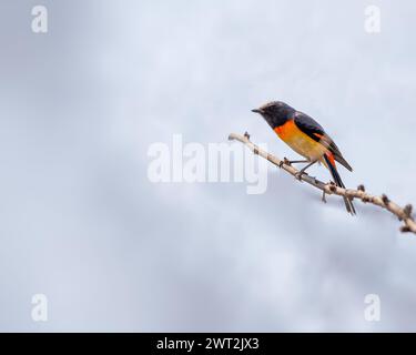 Un minivet rouge reposant sur une branche Banque D'Images