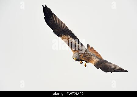 Cerf-volant rouge ( Milvus milvus ), plus bel oiseau de proie, en vol spectaculaire, faune, Europe. Banque D'Images