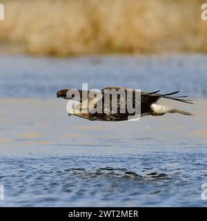 Buzzard commun / Buzzard ( Buteo buteo ) en vol, chasse, chasse, vol près au-dessus de la surface de l'eau d'un marais, faune, Europe. Banque D'Images