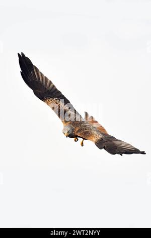 spektakulärer Flieger... Rotmilan milvus milvus , sicherlich einer der schönsten heimischen Greifvögel, überall Bedrohte, gefährdete Art, blickt in die Kamera, heimische Vogelwelt, Tierwelt, Natur *** Red Kite Milvus milvus , plus bel oiseau de proie, en vol spectaculaire, faune, Europe. Mecklembourg-Poméranie occidentale Deutschland, Europe Banque D'Images