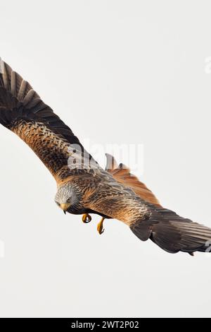 spektakulärer Flieger... Rotmilan milvus milvus , sicherlich einer der schönsten heimischen Greifvögel, überall Bedrohte, gefährdete Art, blickt in die Kamera, heimische Vogelwelt, Tierwelt, Natur *** Red Kite Milvus milvus , plus bel oiseau de proie, en vol spectaculaire, faune, Europe. Mecklembourg-Poméranie occidentale Deutschland, Europe Banque D'Images