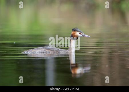 Vue latérale rapprochée d'un grand grebe à crête sauvage britannique (Podiceps cristatus) nageant isolé dans une piscine immobile avec un reflet dans l'eau. Banque D'Images