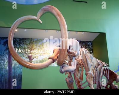 Gainesville, Floride, États-Unis - 25 janvier 2015 : squelette de Mastodon au Musée d'histoire naturelle de Floride. Banque D'Images