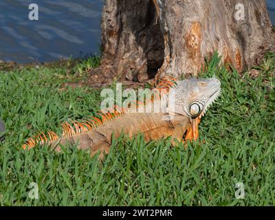 Iguane vert ou iguane américain (Iguana iguana) prenant le soleil. Espèces envahissantes aux Etats-Unis. Banque D'Images