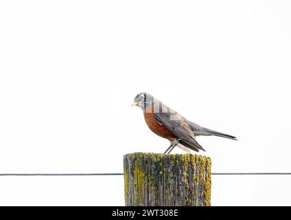 American Robin on Post Banque D'Images