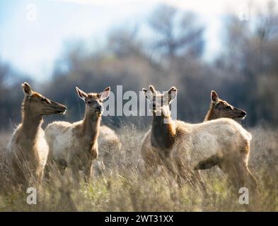 Tule Elk Buck et Does Banque D'Images