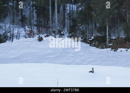 Renard roux assis dans la neige, montagne du jura suisse Banque D'Images
