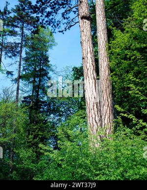 Zwei oesterreichische Schwarzkiefern Pinus nigra, auch Schwarzfoehren, mit schoenen geradschaeftigen Staemmen. ALS Forst- und Parkbaeume wurden Schwarzkiefern auf fast allen Erdteilen angepflanzt. Schwarzkiefer *** deux pins noirs autrichiens Pinus nigra, également connu sous le nom de pins noirs, avec de beaux troncs droits les pins noirs ont été plantés comme arbres de forêt et de parc sur presque tous les continents PIN noir Banque D'Images