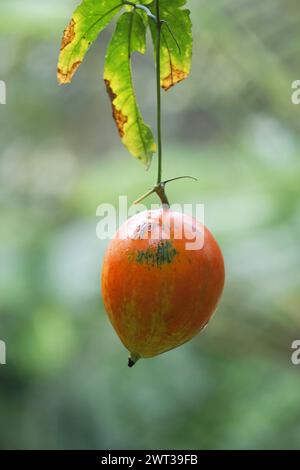 Trichosanthes tricuspidata (Kalayar, Makal, gourde de serpent rouge) fruit. Ce fruit est toxique Banque D'Images