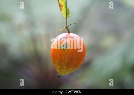 Trichosanthes tricuspidata (Kalayar, Makal, gourde de serpent rouge) fruit. Ce fruit est toxique Banque D'Images