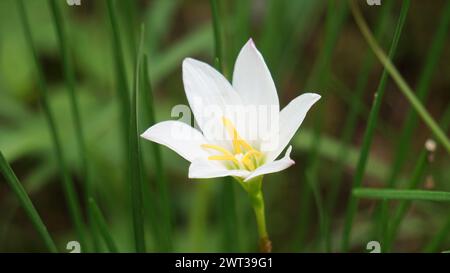 Zephyranthes (également appelée nénuphars, fleur de pluie, nénuphars, nénuphars magiques) avec un fond naturel Banque D'Images