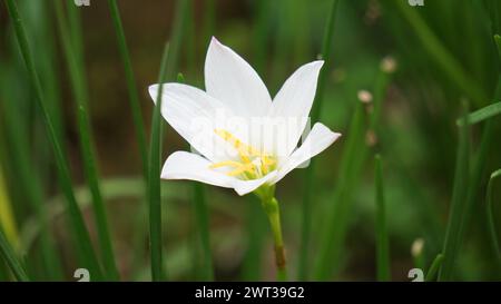 Zephyranthes (également appelée nénuphars, fleur de pluie, nénuphars, nénuphars magiques) avec un fond naturel Banque D'Images