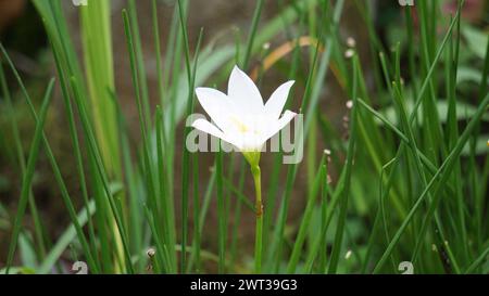 Zephyranthes (également appelée nénuphars, fleur de pluie, nénuphars, nénuphars magiques) avec un fond naturel Banque D'Images