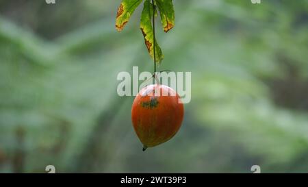 Trichosanthes tricuspidata (Kalayar, Makal, gourde de serpent rouge) fruit. Ce fruit est toxique Banque D'Images