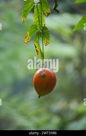 Trichosanthes tricuspidata (Kalayar, Makal, gourde de serpent rouge) fruit. Ce fruit est toxique Banque D'Images