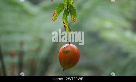 Trichosanthes tricuspidata (Kalayar, Makal, gourde de serpent rouge) fruit. Ce fruit est toxique Banque D'Images