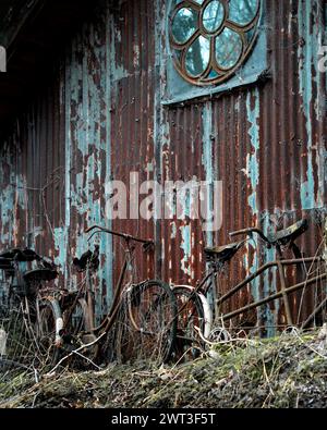 Vieux vélos abandonnés appuyés contre un bâtiment en fer ondulé rouillé et avec de l'herbe poussant autour des roues Banque D'Images