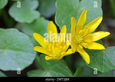 Wildkräuter in der Landschaft Die gelben Blüten vom Scharbockskraut, auch Feigwurz genannt, im milden Frühling *** herbes sauvages dans le paysage les fleurs jaunes de la petite célandine, également connue sous le nom de panais de vache, au printemps doux Banque D'Images