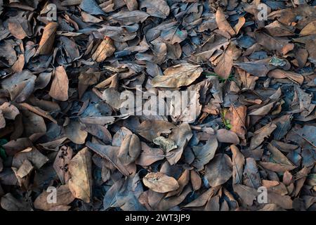 Un champ avec des feuilles mortes et sèches | texture de feuilles mortes et sèches | photo HD de feuilles mortes et sèches pour texture de fond | photo haute résolution Banque D'Images