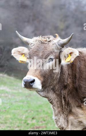 portrait d'une vache brune à la ferme, tête d'animal domestique en gros plan Banque D'Images