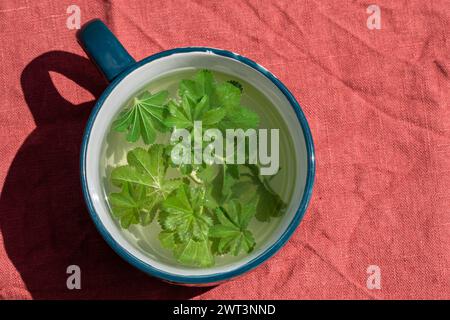 Une vue en grand angle d'une tasse bleue avec du thé de Lady's Mantle Leaves Banque D'Images