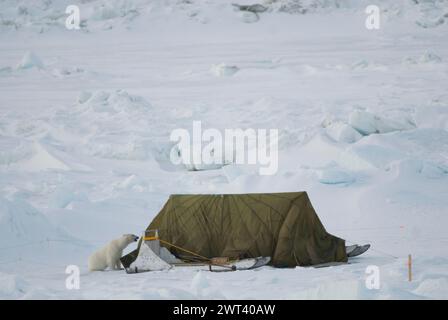 Ours polaire adulte marche à travers le camp et échappe à l'ours fil d'alarme puis le déclenche sur le but de la mer de Chukchi à la recherche de nourriture au large d'Utqiagvik Alaska Banque D'Images