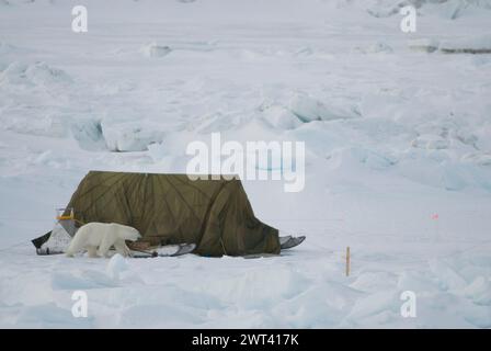 Ours polaire adulte marche à travers le camp et échappe à l'ours fil d'alarme puis le déclenche sur le but de la mer de Chukchi à la recherche de nourriture au large d'Utqiagvik Alaska Banque D'Images