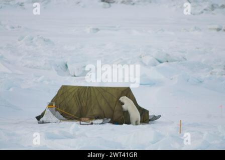 Ours polaire adulte marche à travers le camp et échappe à l'ours fil d'alarme puis le déclenche sur le but de la mer de Chukchi à la recherche de nourriture au large d'Utqiagvik Alaska Banque D'Images