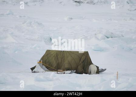 Ours polaire adulte marche à travers le camp et échappe à l'ours fil d'alarme puis le déclenche sur le but de la mer de Chukchi à la recherche de nourriture au large d'Utqiagvik Alaska Banque D'Images