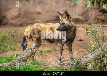 Chien peint africain Banque D'Images