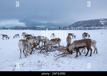 Un troupeau de rennes dans la neige est à la recherche de nourriture dans un camp Saami près de Tromso, dans le nord de la Norvège. Banque D'Images