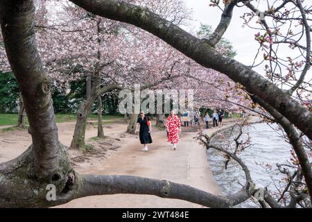 Les visiteurs du Tidal Basin voient les cerisiers en fleurs à Washington, DC, États-Unis. 15 mars 2024. Le National Park Service a annoncé un projet triennal de réhabilitation de la digue autour du Tidal Basin, d'un montant de 113 millions de dollars, forçant l'enlèvement d'environ 140 cerisiers en fleurs célèbres de DC. Crédit : Abaca Press/Alamy Live News Banque D'Images