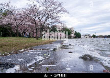 L'eau jaillit au-dessus de la digue au Tidal Basin à Washington, DC, États-Unis. 15 mars 2024. Le National Park Service a annoncé un projet triennal de réhabilitation de la digue autour du Tidal Basin, d'un montant de 113 millions de dollars, forçant l'enlèvement d'environ 140 cerisiers en fleurs célèbres de DC. Crédit : Abaca Press/Alamy Live News Banque D'Images