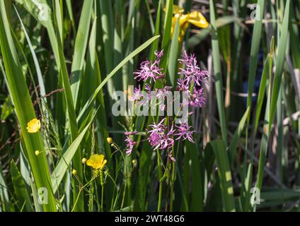La belle plante humide Ragged Robin (Lychnis flos-cuculi) Buttercup et jaune drapeau Iris poussant dans les marges d'un étang . Suffolk, Royaume-Uni. Banque D'Images