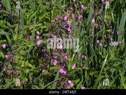 campion rouge (Silene dioica) Suffolk, UK.les fleurs de campion rouge sont importantes pour les insectes, y compris les abeilles, les papillons. Suffolk, Royaume-Uni Banque D'Images