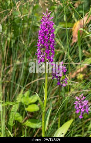 Orchidées des marais méridionaux (Dactylorhiza praetermissa) ou leurs hybrides poussant dans un étang de prairie dans le Suffolk. ROYAUME-UNI Banque D'Images