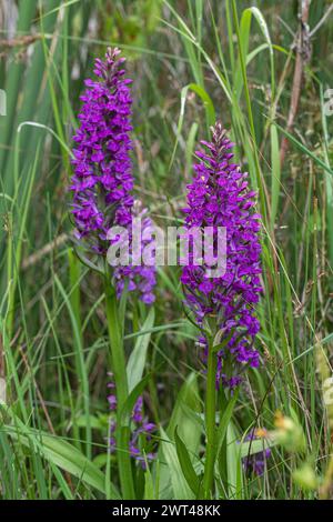 Orchidées des marais méridionaux (Dactylorhiza praetermissa) ou leurs hybrides poussant dans un étang de prairie dans le Suffolk. ROYAUME-UNI Banque D'Images