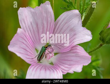 Un faux coléoptère à huile ou coléoptère gonflé - Oedemera nobilis une femelle verte irisée sur une grande fleur de mauve rose . Suffolk, Royaume-Uni Banque D'Images