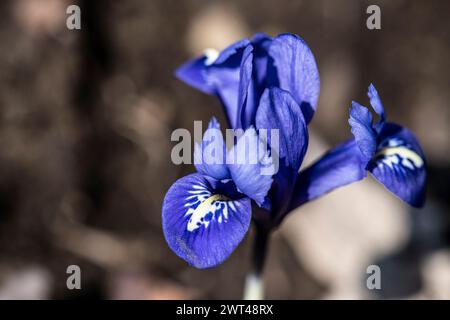 Iris sibérien fleurissant, Iris sibirica, dans un jardin de chalet, Brownsburg-Chatham, Québec, Canada Banque D'Images