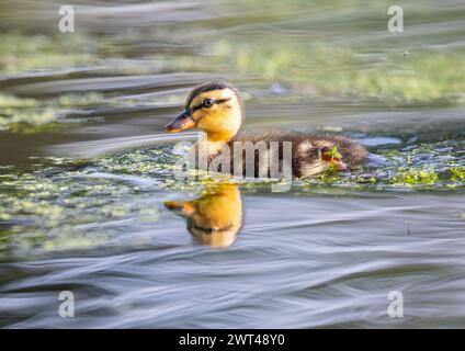 Un gros plan d'un caneton colvert moelleux (Anas platyrhynchos) minuscule, nouveau, moelleux et très mignon. Nager parmi les canards . Suffolk, Royaume-Uni. Banque D'Images