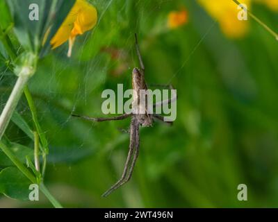 Une araignée brune de pépinière (Pisaura mirabilis) pendante de sa toile dans un habitat latéral d'étang. Suffolk , Royaume-Uni. Banque D'Images